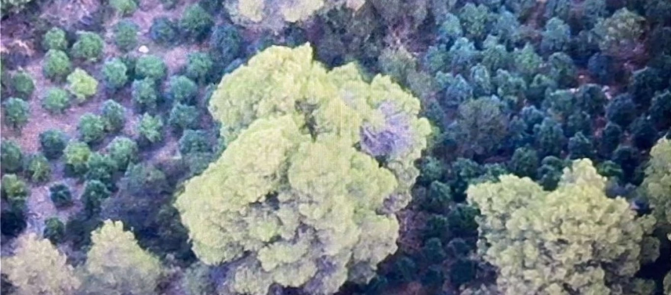 Δείτε τις εικόνες που κατέγραψε το ελικόπτερο της ΕΛ.ΑΣ από το χασισόδασος της Φθιώτιδας (φωτο)